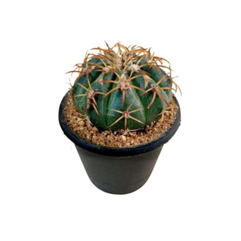 Echinocactus Texensis Plant in Plastic Pot