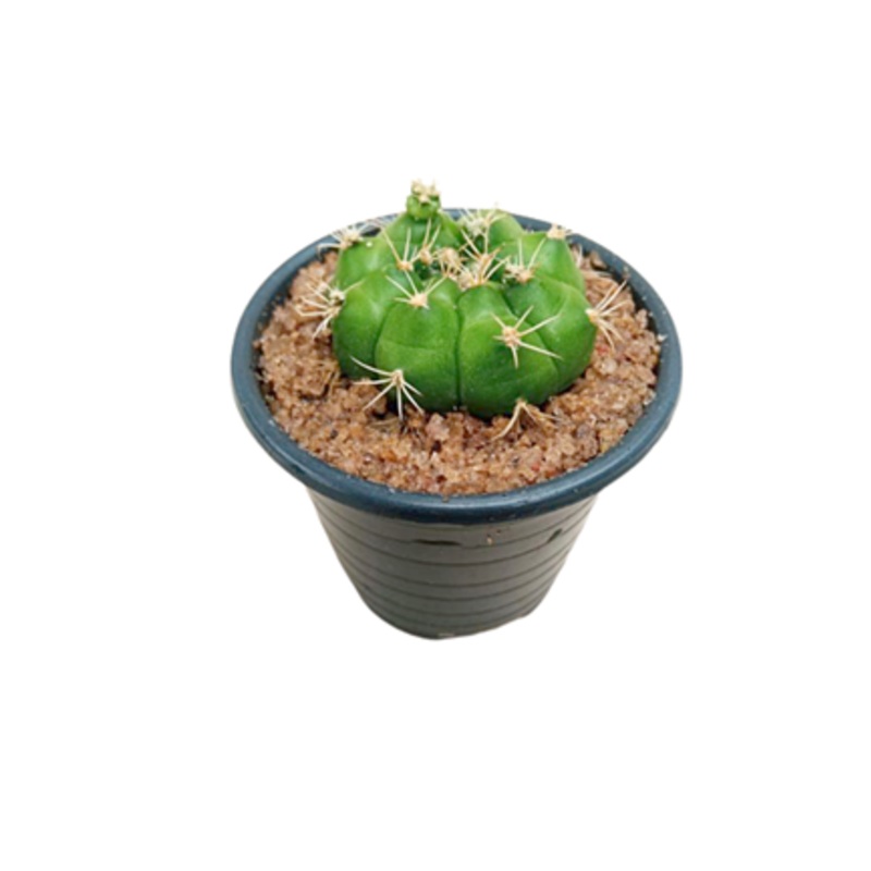 Echinopsis Cactus Plant in Plastic Pot