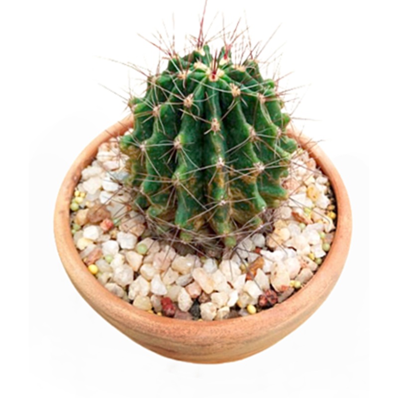 Echinopsis Cactus Plant in Terracotta Pot