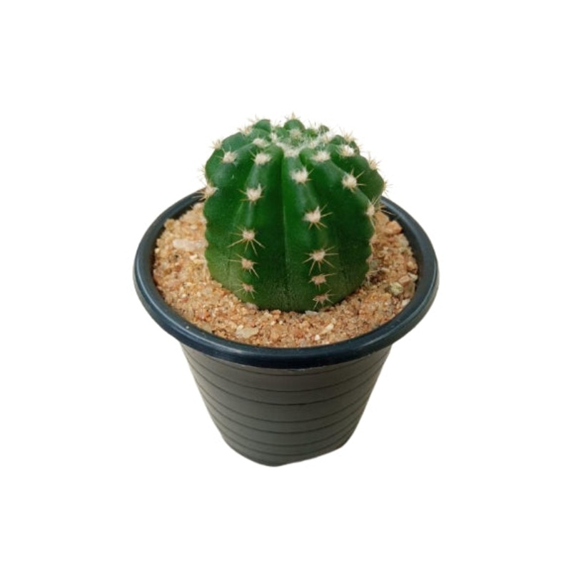 Echinopsis Eyriesii Cactus Plant in Plastic Pot