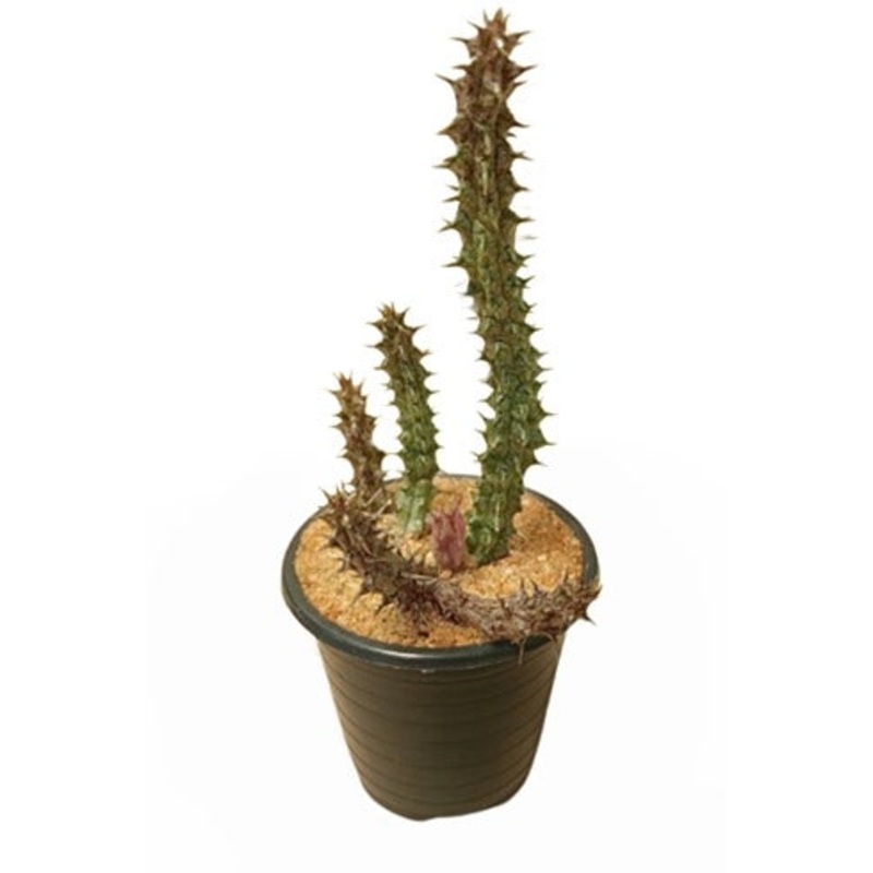 Edithcolea Grandis Cactus Plant in Plastic Pot