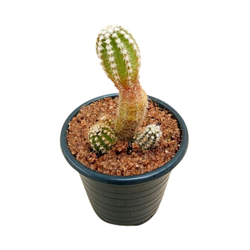 Espostoa Cactus in Plastic Pot
