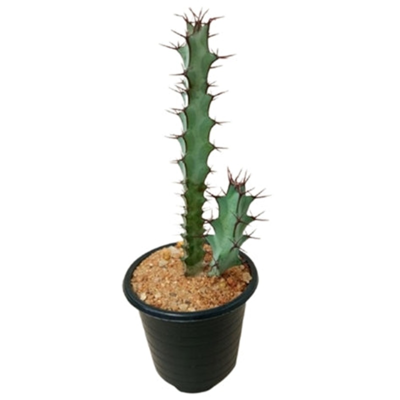 Euphorbia Aeruginosa Schweick Cactus Plant in Plastic Pot