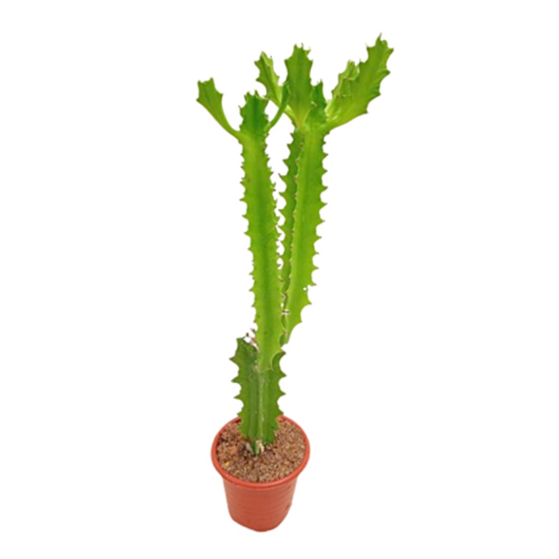 Euphorbia Cactus Plant in Plastic Pot
