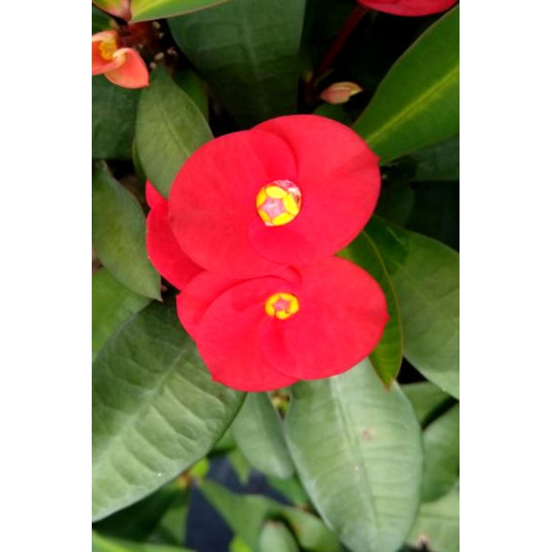 Euphorbia Plant in Poly Bag