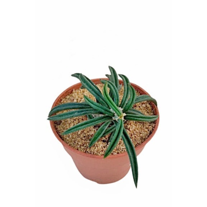 Euphorbia Waringiae Plant in Plastic Pot