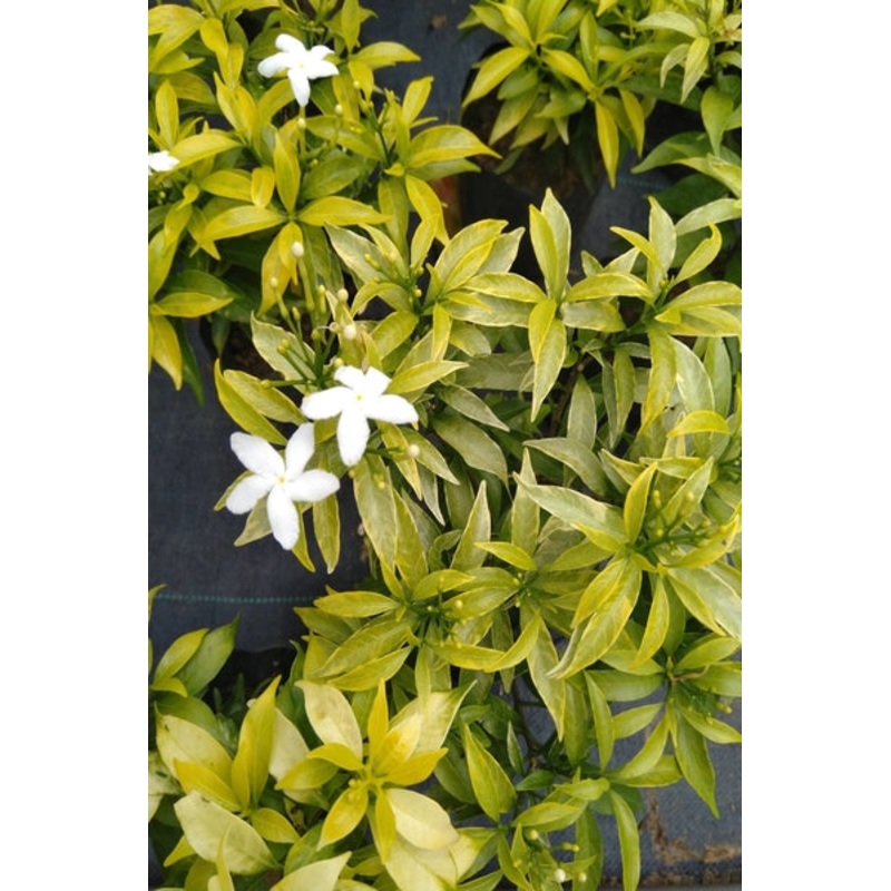 Evata (Yellow) Plant in Poly Bag