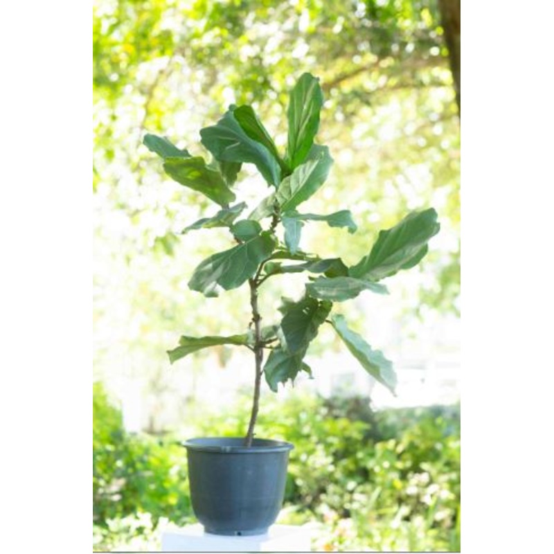 Ficus Lyrata Plant in a Plastic Pot