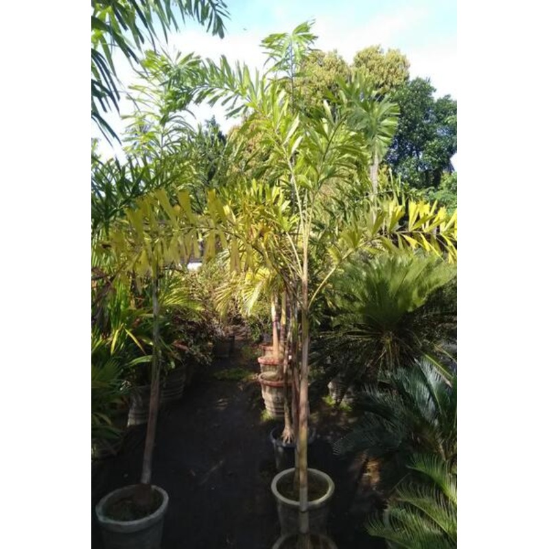 Fox Tail Palm Tree Plant