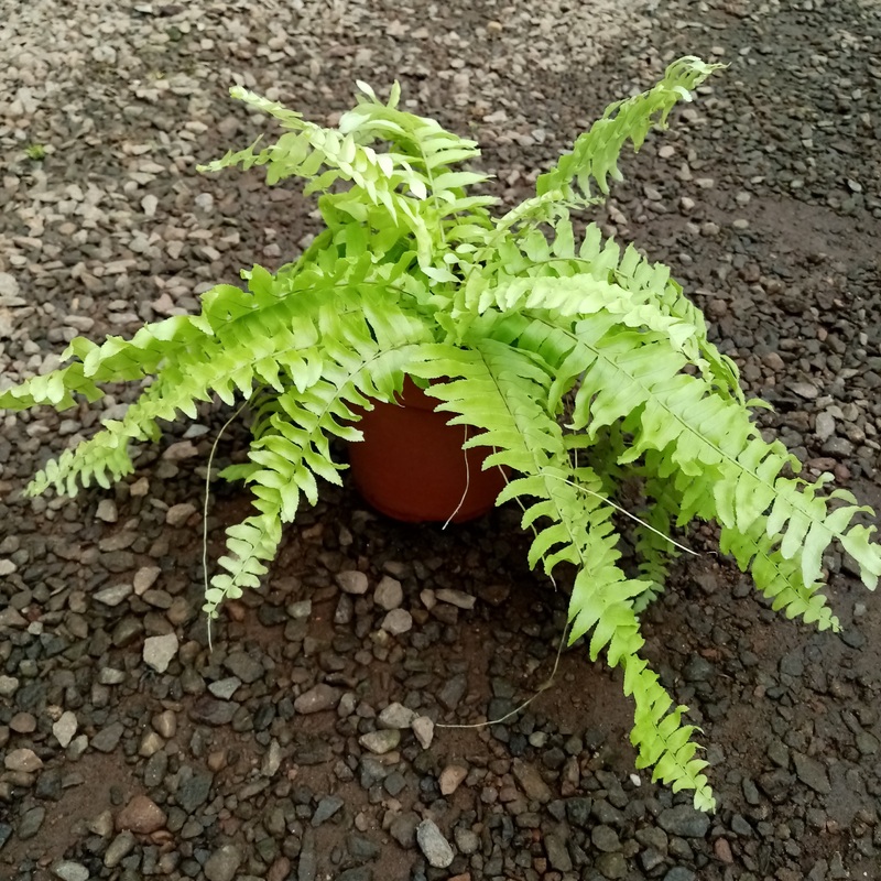 Golden Fern in Plastic Pot