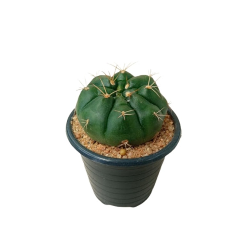 Gymnocalycium Cactus Plant in Plastic Pot