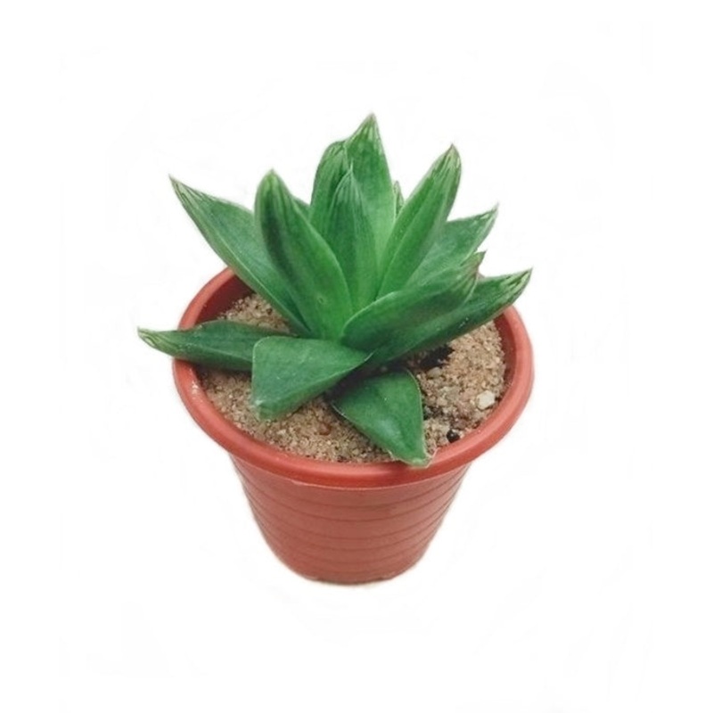 Haworthia Cymbiformis Compacta Plant in Plastic Pot