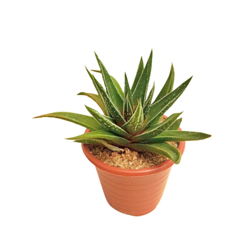 Haworthia Plant in Plastic Pot