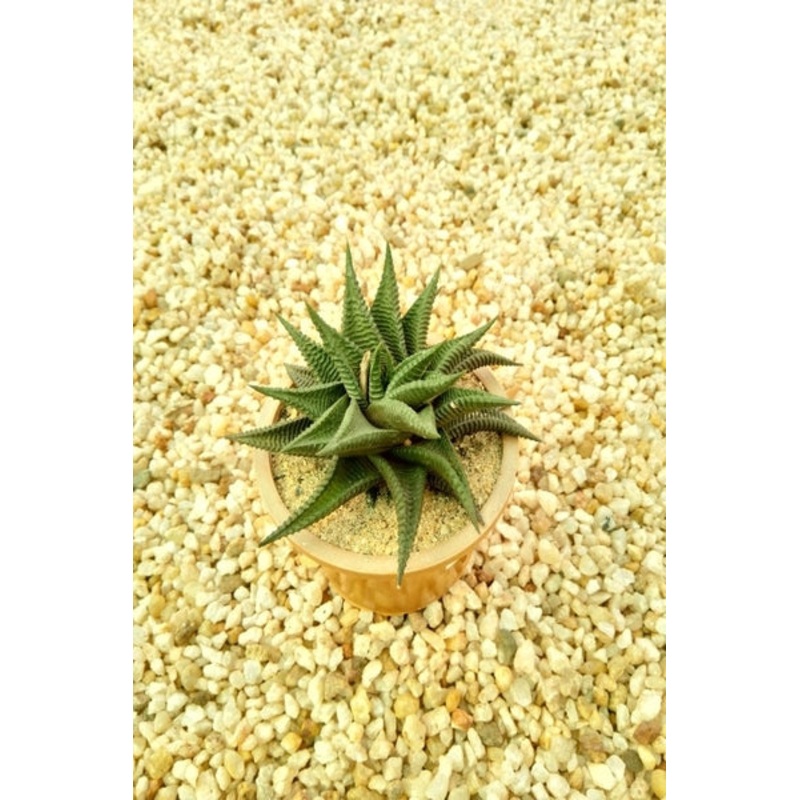 Haworthia Plant in Plastic Pot : 5 to 7 cm (Plant Height)