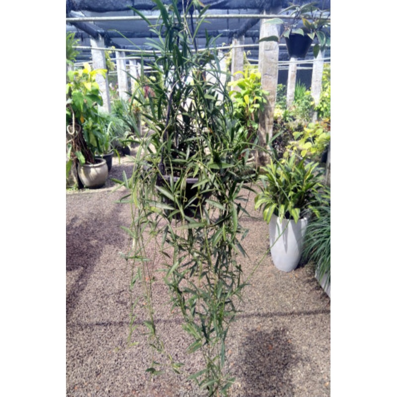 Hoya Plant in Plastic Pot