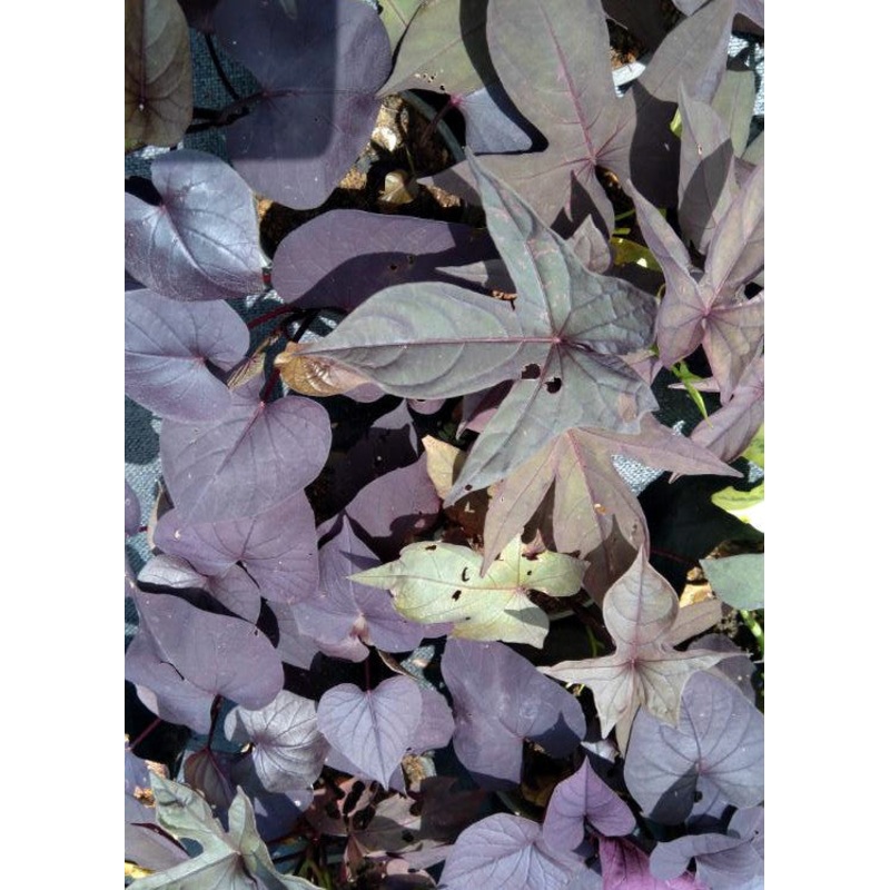 Ipomoea Batatas Plant in Poly Bag