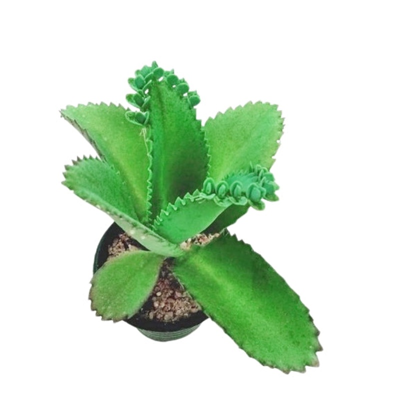 Kalanchoe Daigremontiana Plant in Plastic Pot