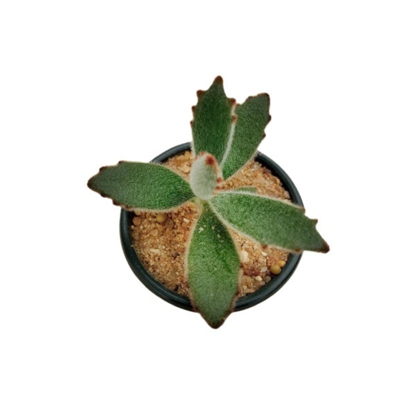 Kalanchoe Tomentosa Plant in Plastic Pot