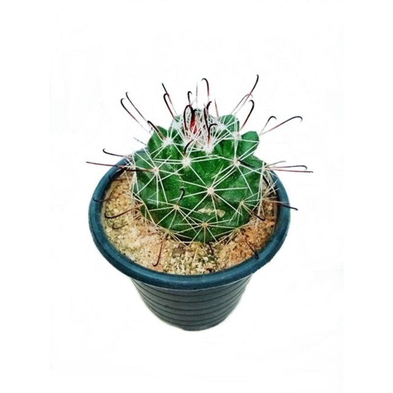 Mammillaria Cactus Plant in Plastic Pot