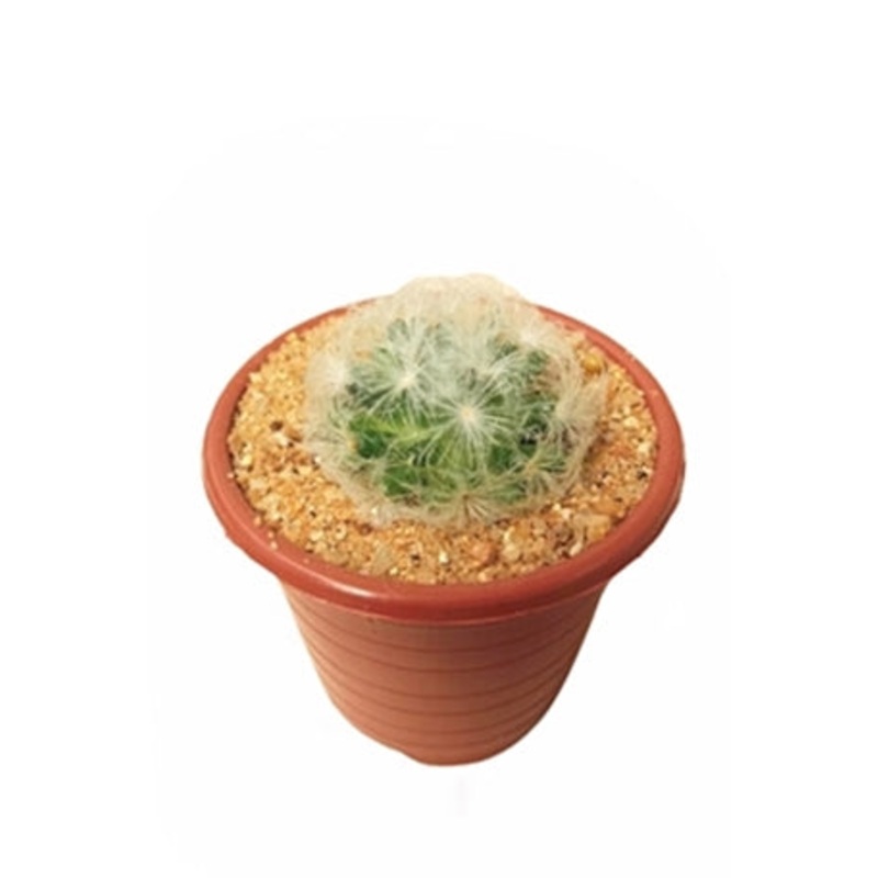 Mammillaria Plumosa Cactus Plant in Plastic Pot