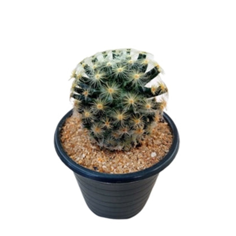 Mammillaria Schiedeana in Plastic Pot