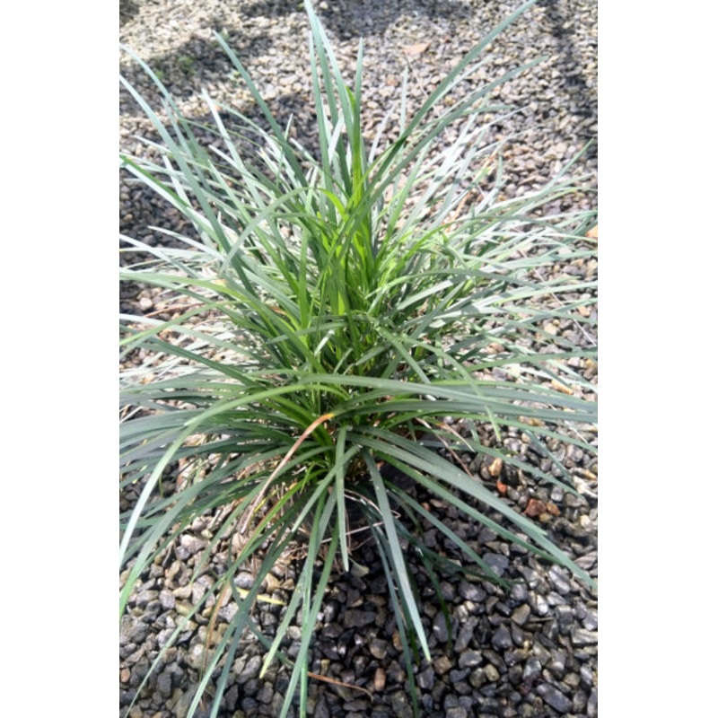 Mondo Grass Plant in Poly Bag