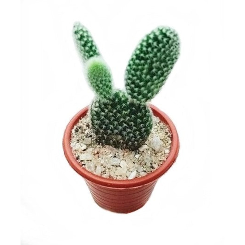 Opuntia Microdasys Albispina Cactus Plant in Plastic Pot