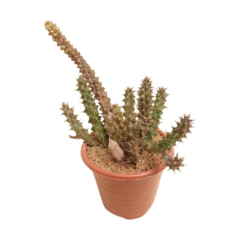 Orbea Cactus Plant in Plastic Pot