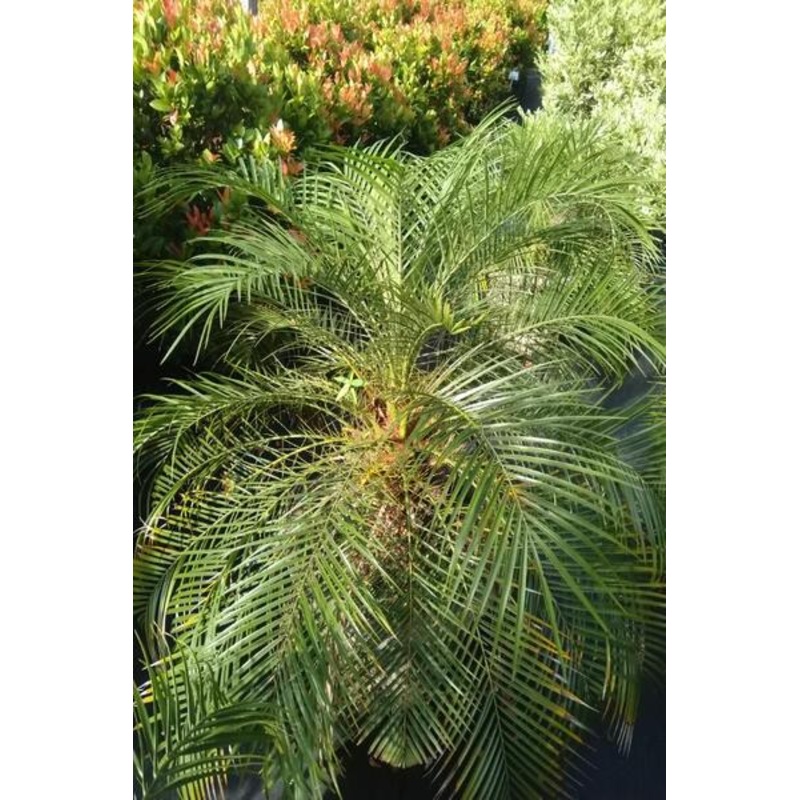 Phoenix Palm Tree in Cement Pot