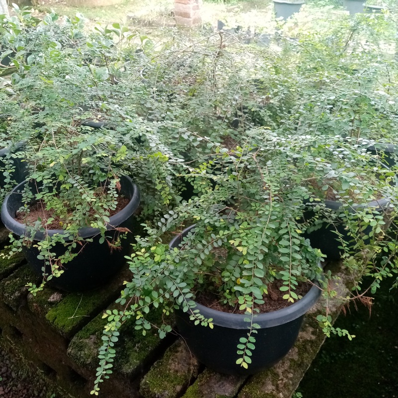 Phyllanthus Plant in Plastic Pot
