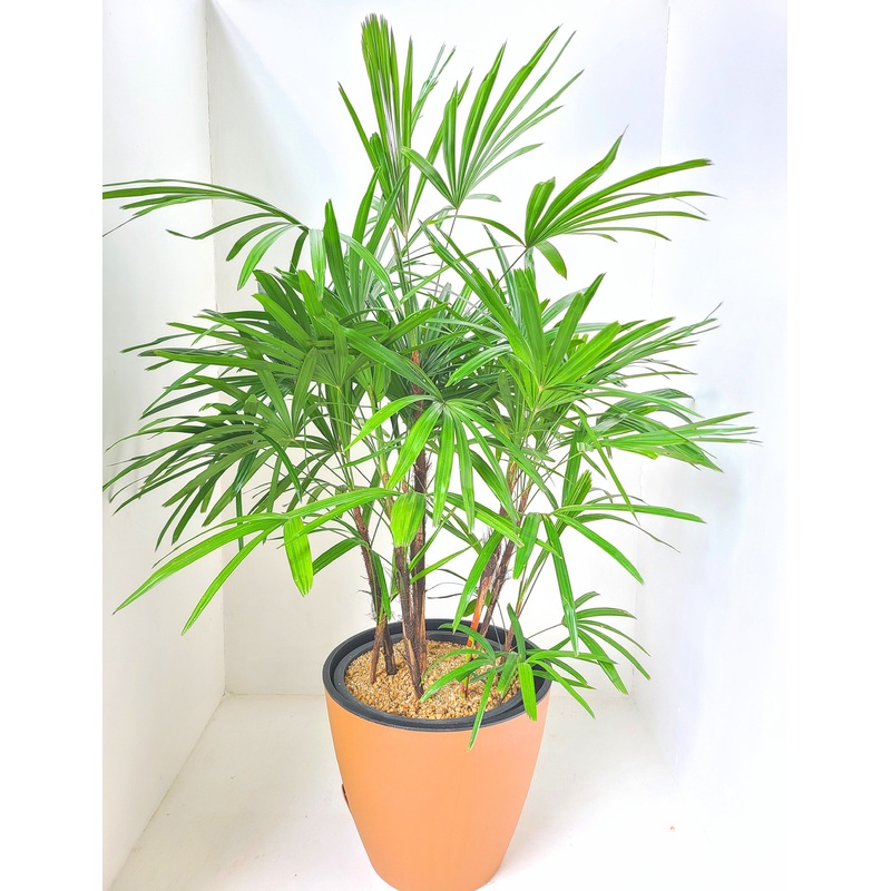 Rhapis Plant in a Double Aussy Pot