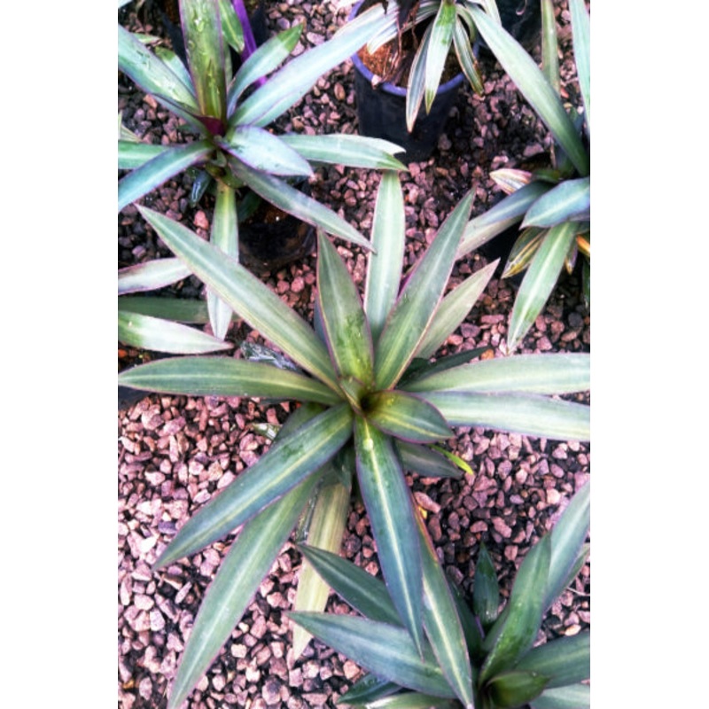 Rohio Plant in Poly Bag