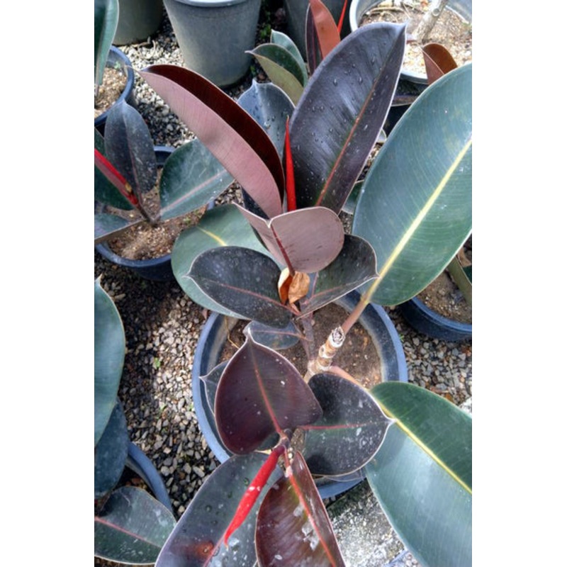 Rubber Plant in Plastic Pot