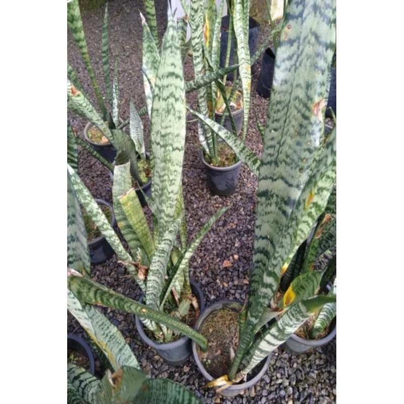 Sansevieria Trifasciata Plant in Plastic Pot