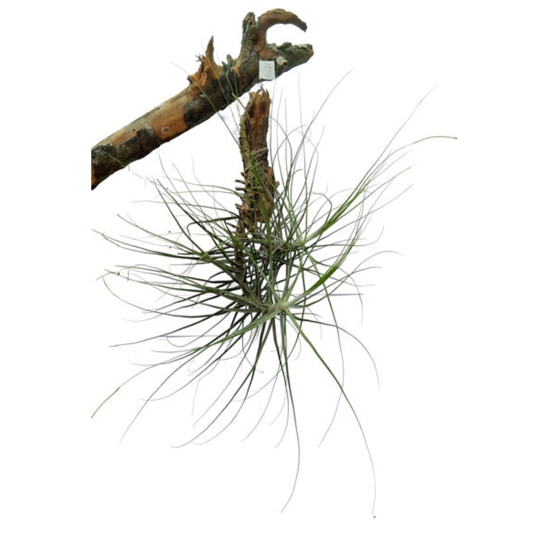 Tillandsia Bartramii Plant