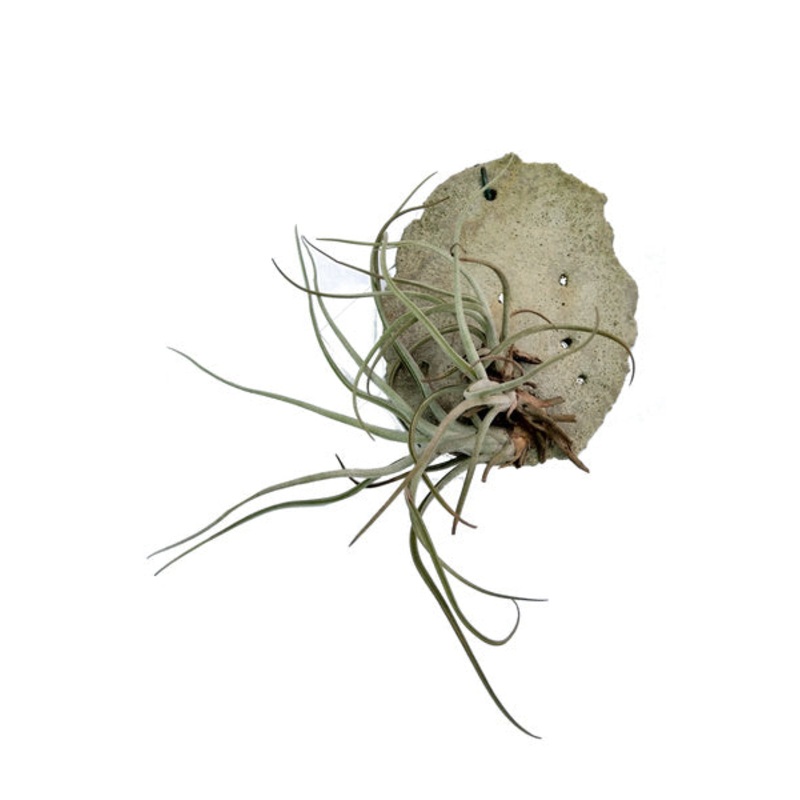Tillandsia Recurvata Plant