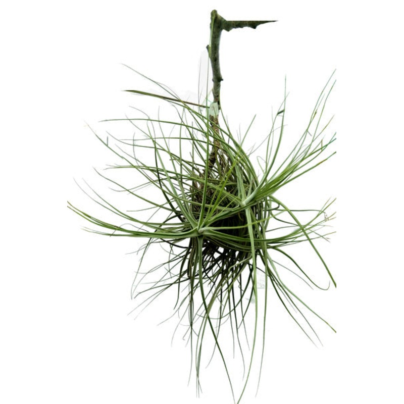 Tillandsia Schiedeana Plant