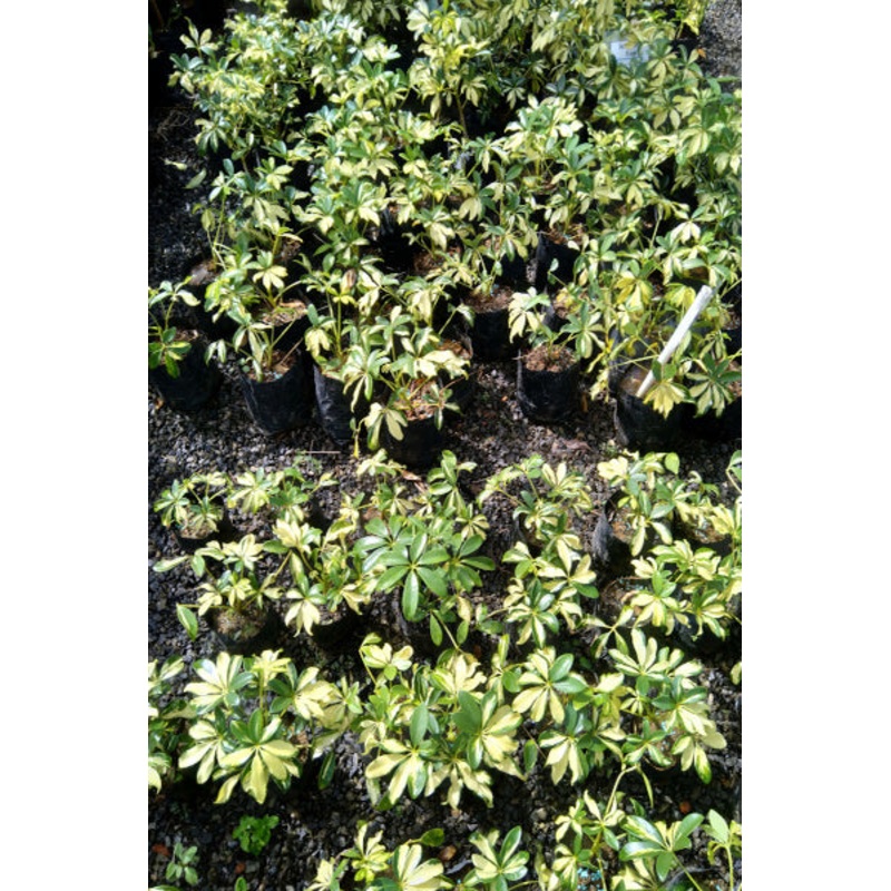Trinette Variegated Schefflera Plant in Poly Bag