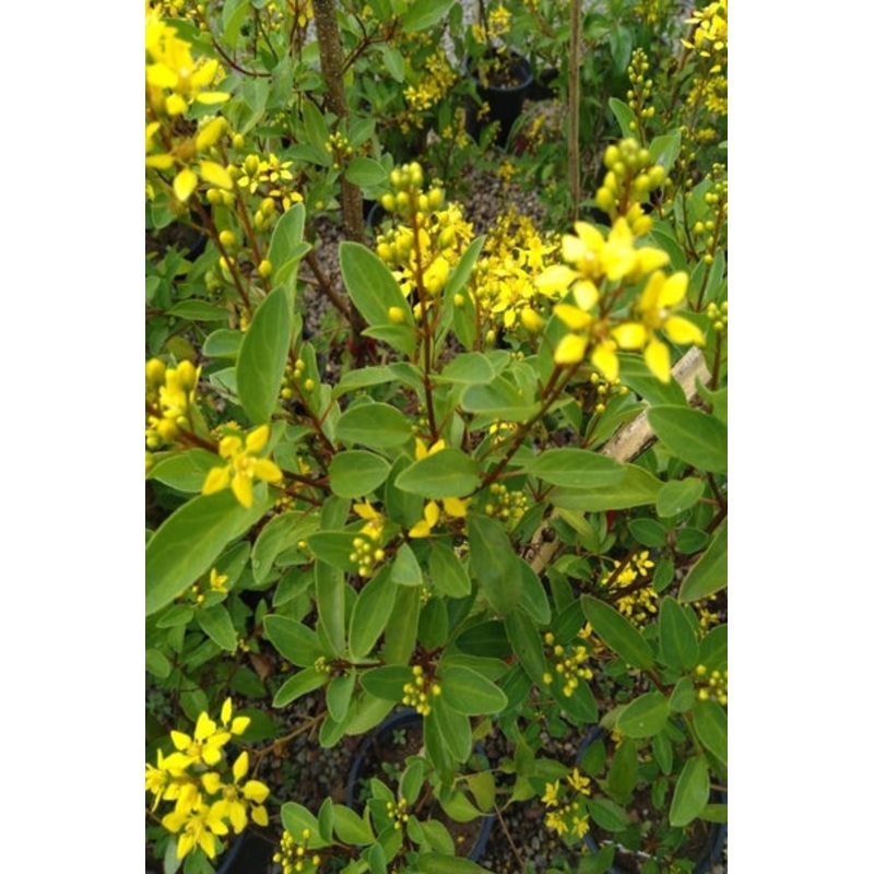 Tristellateia Australasiae Plant in Poly Bag