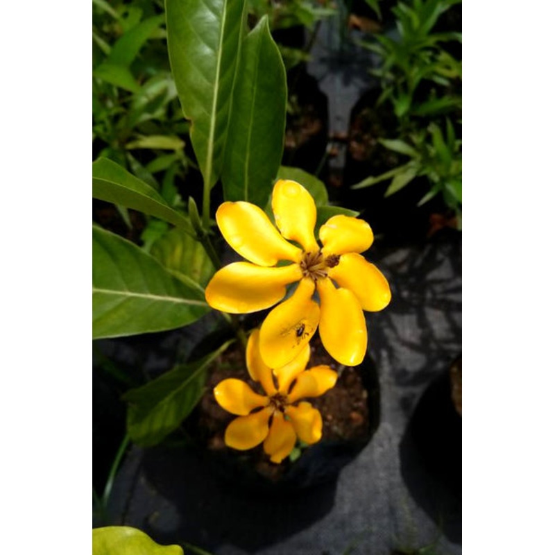 Vihara Idda Plant in Poly Bag