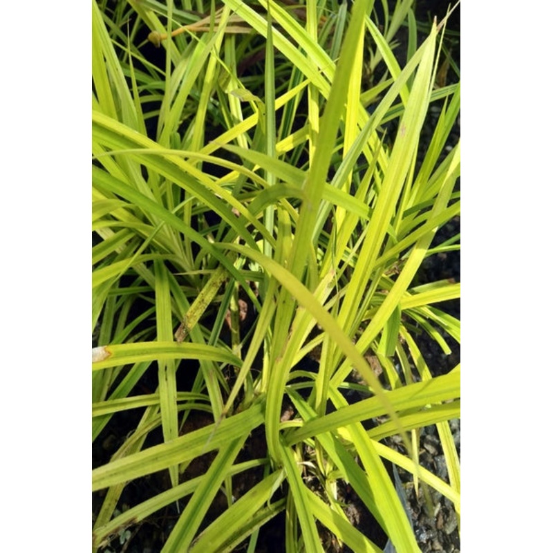 Yellow Pandanus Plant in Poly Bag