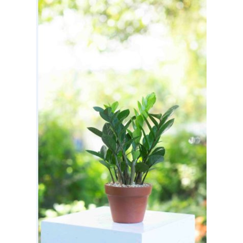 Zamia Plant in a Clay Pot