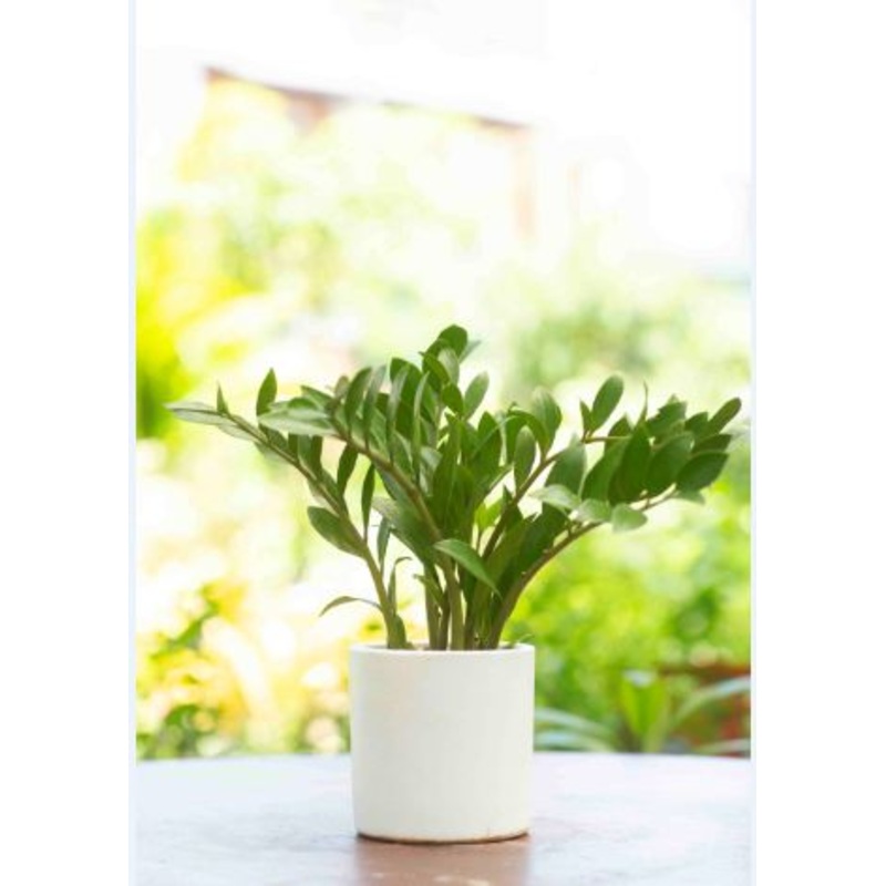 Zamia Plant in a Small Cement Pot