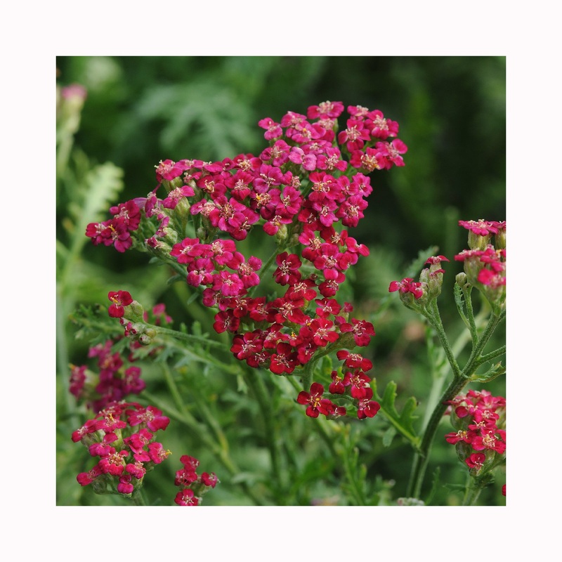 Achillea New Vintage Red|Established 9cm Pot
