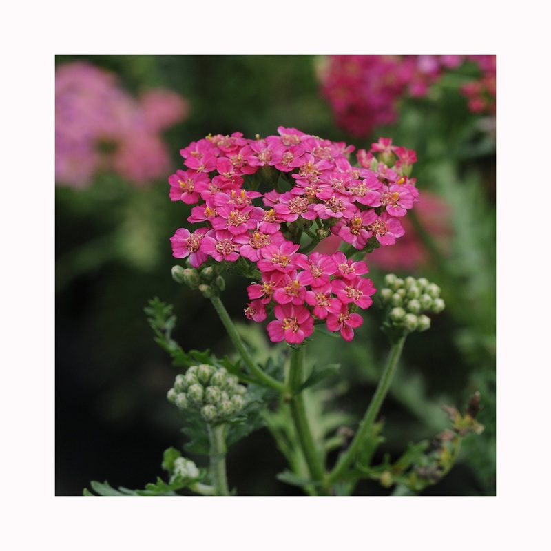 Achillea New Vintage Rose|Established 9cm Pot