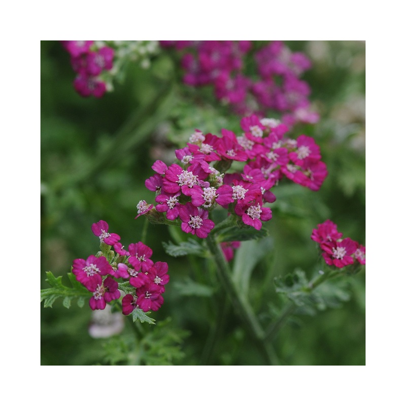 Achillea New Vintage Violet|Established 9cm Pot