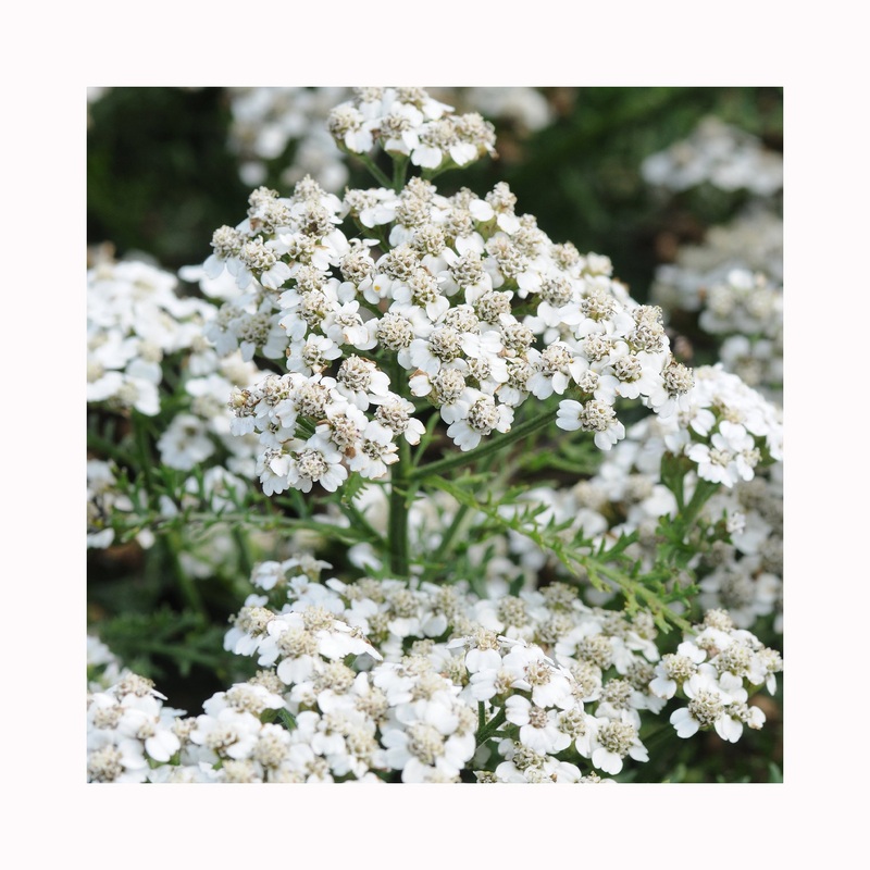 Achillea New Vintage White|Established 9cm Pot
