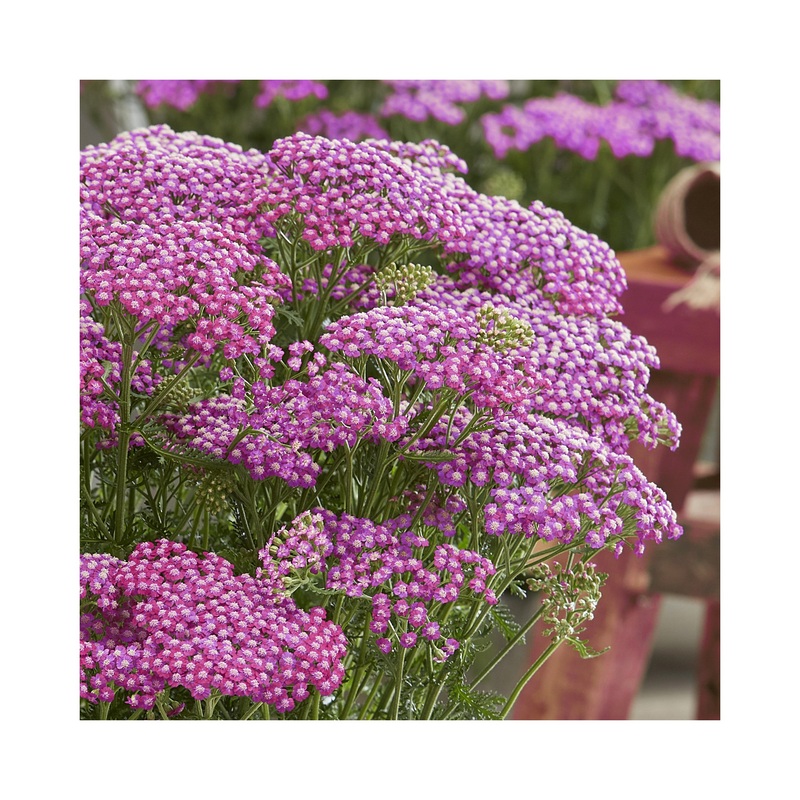 Achillea Sassy Summer Taffy|1 Established 9cm Plant