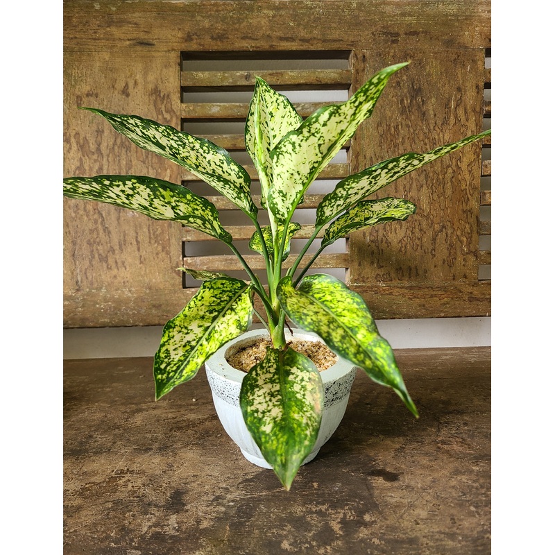 Aglaonema Snow White Plant in a Cement Pot