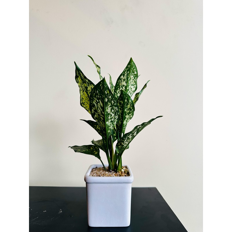 Aglaonema Snow White Plant in a Square Ceramic Pot